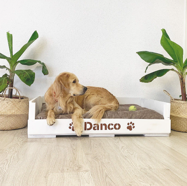 Maikai_Pets's tweet photo. Today we want to introduce you to Danco , the engine and the dog head of MAIKAI 🐶 👑

Even though he has that angelic face, Danco is a very demanding boss, so he expects everything to be perfect. 🫢

#MAIKAIPets #WeAreMAIKAI https://t.co/sCx7RvmKRh