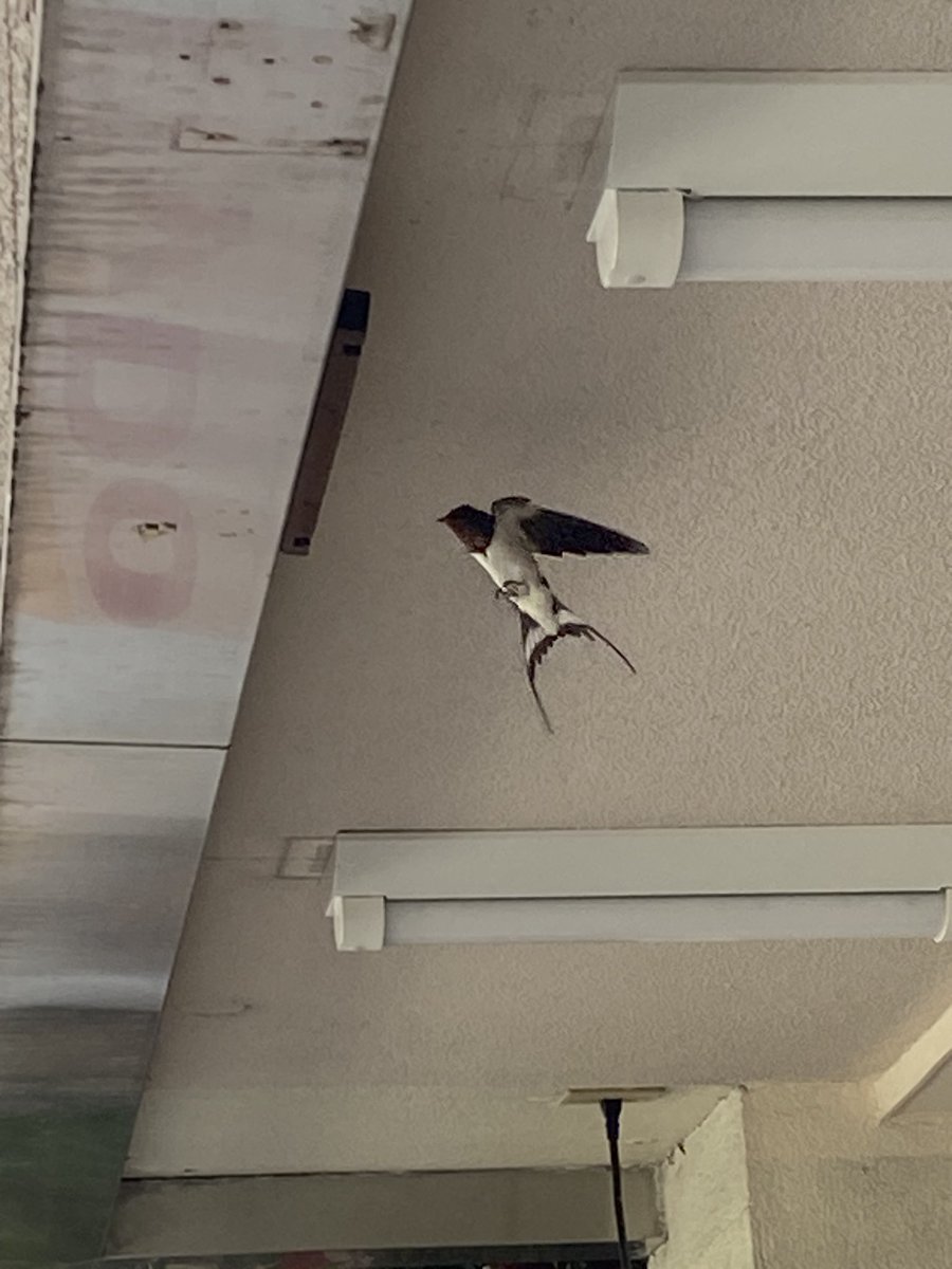 今日見つけた初夏 https://t.co/rY35LqrY0v