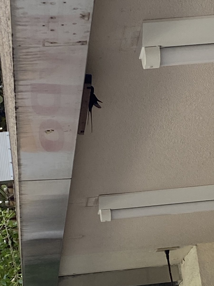 今日見つけた初夏 https://t.co/rY35LqrY0v