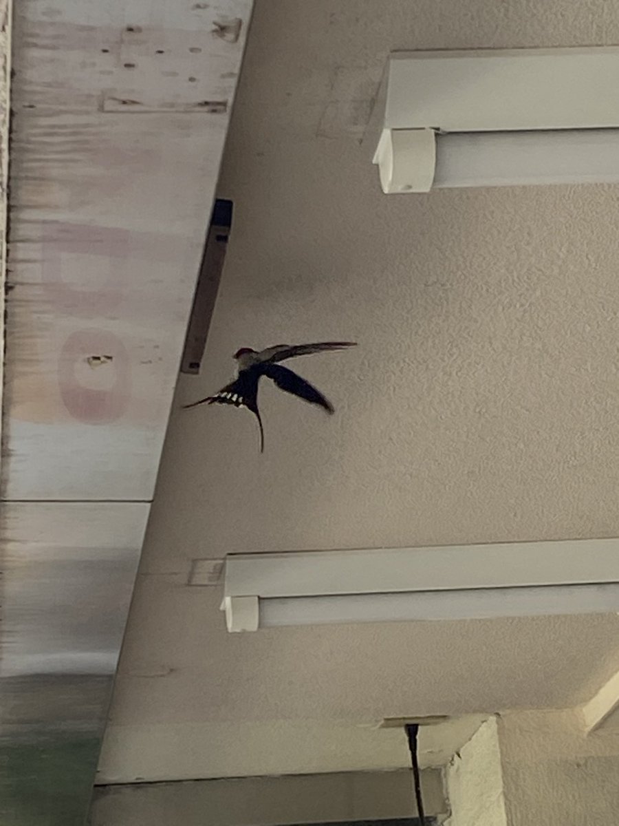 今日見つけた初夏 https://t.co/rY35LqrY0v