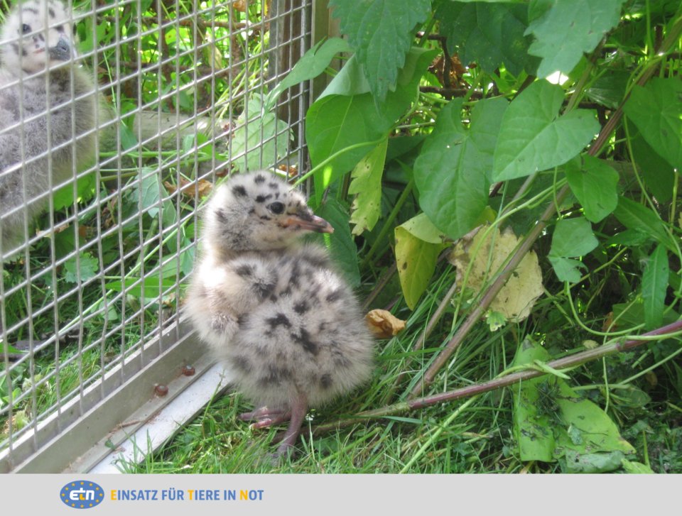 Die Städte sind nicht mehr allein menschliches Territorium: Viele Vogelarten drängen mittlerweile ebenfalls in die Städte. Dafür gibt es viele Ursachen, besonders aber die Verbreitung der #Monokulturen in ländlichen Gegenden. Mehr dazu, erfahrt ihr hier: etn-ev.de/bedrohte-arten…