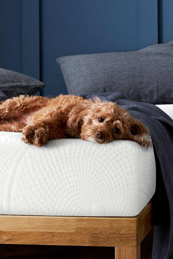sunrisingbed's tweet photo. GoodThursday, folks! Did you know that a good night's sleep can do wonders for your mood and productivity? Make the most of every day by upgrading your sleep experience with Sunrising Bedding. Our mattresses and bedding are designed to help you get the rest you deserve, so you can wake up feeling your best. #GoodThursday #SunrisingBedding #SleepBetter