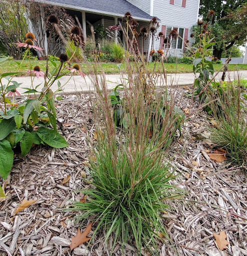 More from my favorite new book, “A Northern Gardener’s Guide to Native Plants and Pollinators”: planting the “Hell Strip” also known as the boulevard. Check out the easiest way to deal with all the issues of this area.
gardenbite.com/planting-the-h…