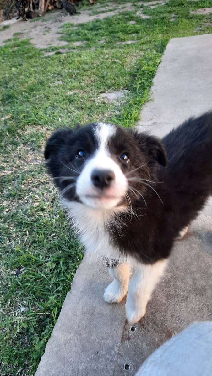 MoineVicky's tweet photo. @twperritos https://t.co/wqLcz5Pqbd