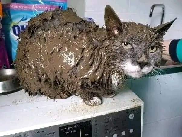 A very short story 🤣🤣🤏

Saibatao ole Kanchory Nonini HAPPENING NOW