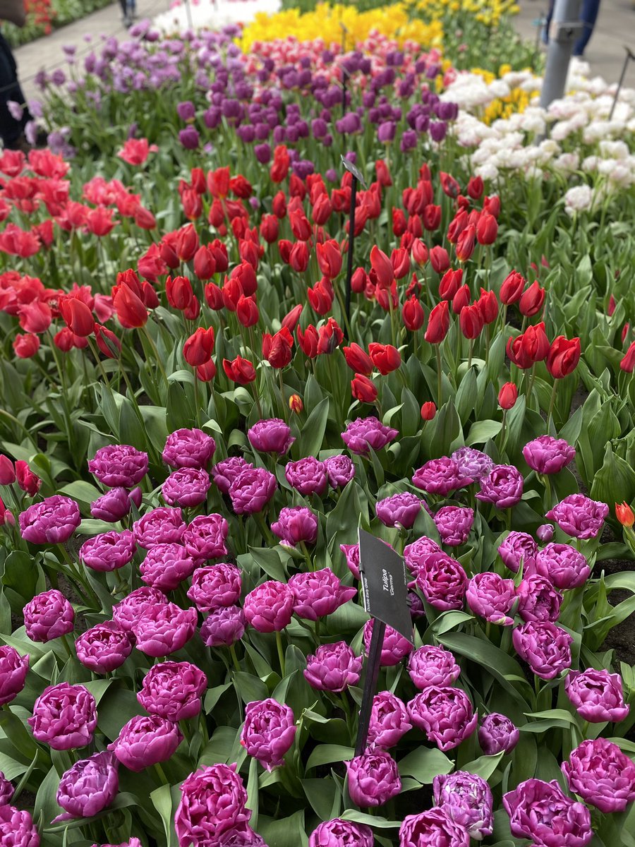 insanemum1's tweet photo. #MakingMemories but a happy teen would rather be sleeping,time to explore #nochemo #livingwithbraintumour #noahsjourney #noahsretreat #familytime #holland #loveatulip https://t.co/zBMigginIn