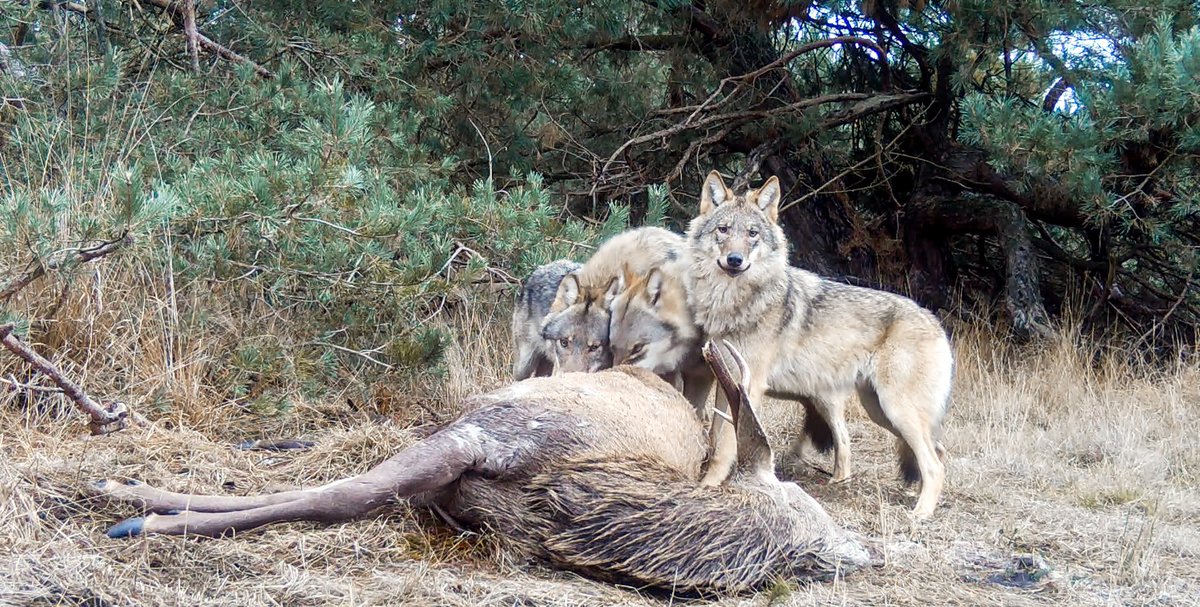 BIJ12nl's tweet photo. In Nederland geboren #wolf vestigt zich mogelijk in Duitsland. Ook is er weer een actueel beeld van de gevestigde #wolven(paren- en roedels) in Nederland. Lees meer in de nieuwe voortgangsrapportage over de activiteit van de wolf: 👉 https://t.co/3MWAHXQT1C https://t.co/2BOmsJhUUx