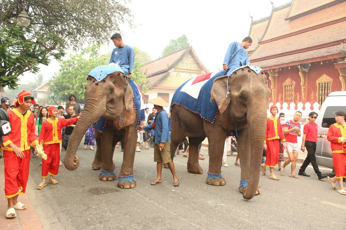 LaotianTimes's tweet photo. An #elephant procession comprising of three elephants was held today in the #UNESCO World Heritage town of #LuangPrabang as part of #LaoNewYear festivities.
The parading of elephants into villages is believed to bring good luck and prosperity during the #newyear. https://t.co/JLznbr6oPb