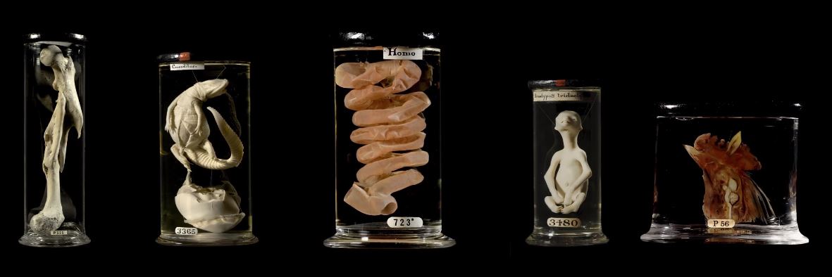 Hunterian Museum London tweet media