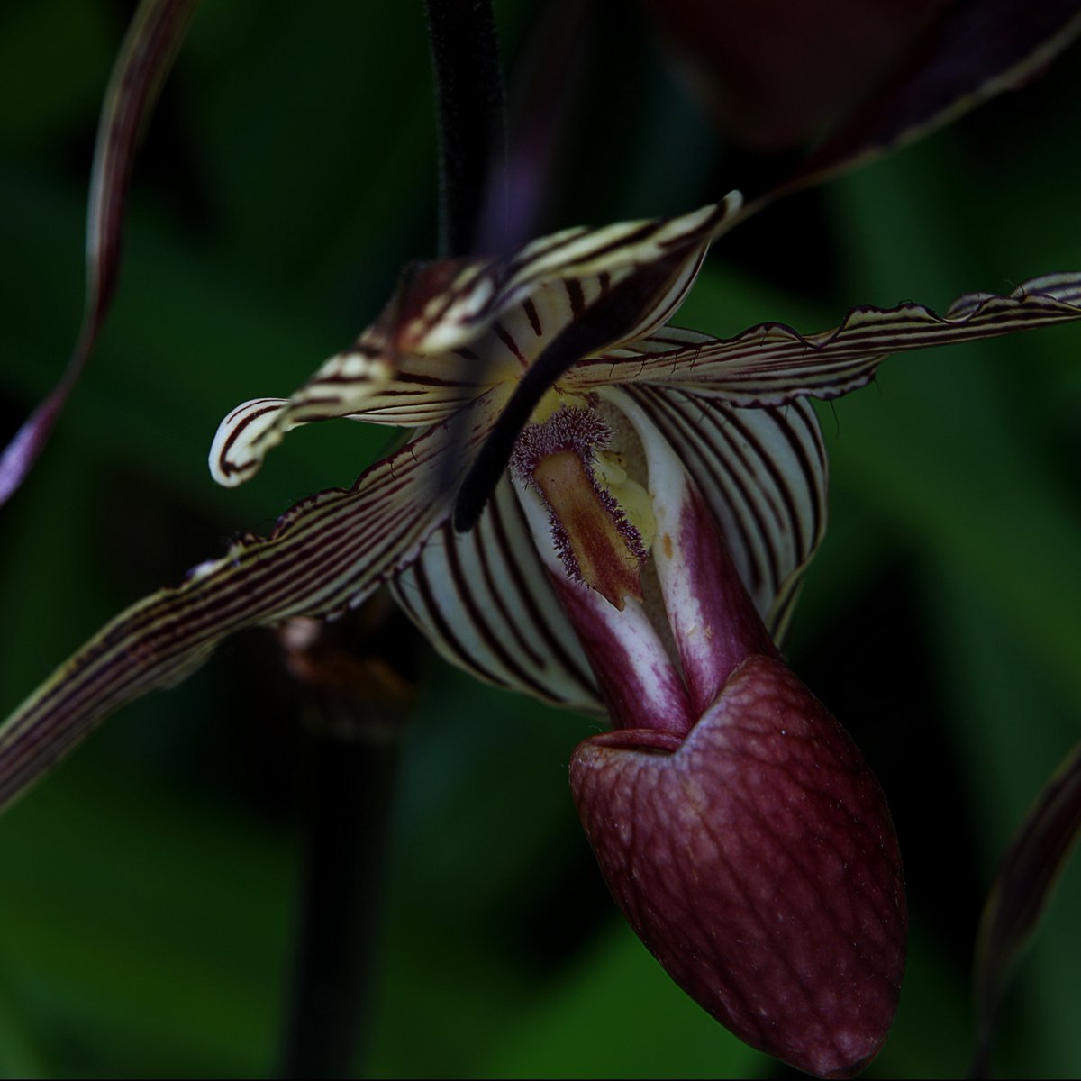NHM_Tring's tweet photo. It's #InternationalPlantDay 🌿 Did you know several plant species are named after the #Rothschilds? One is the extremely rare and expensive Rothschild Slipper Orchid, which is native to the lower slopes of Mount Kinabalu in Borneo.
#Botany #Orchid #NHMTring #VisitTring https://t.co/sD4GIZHW7I