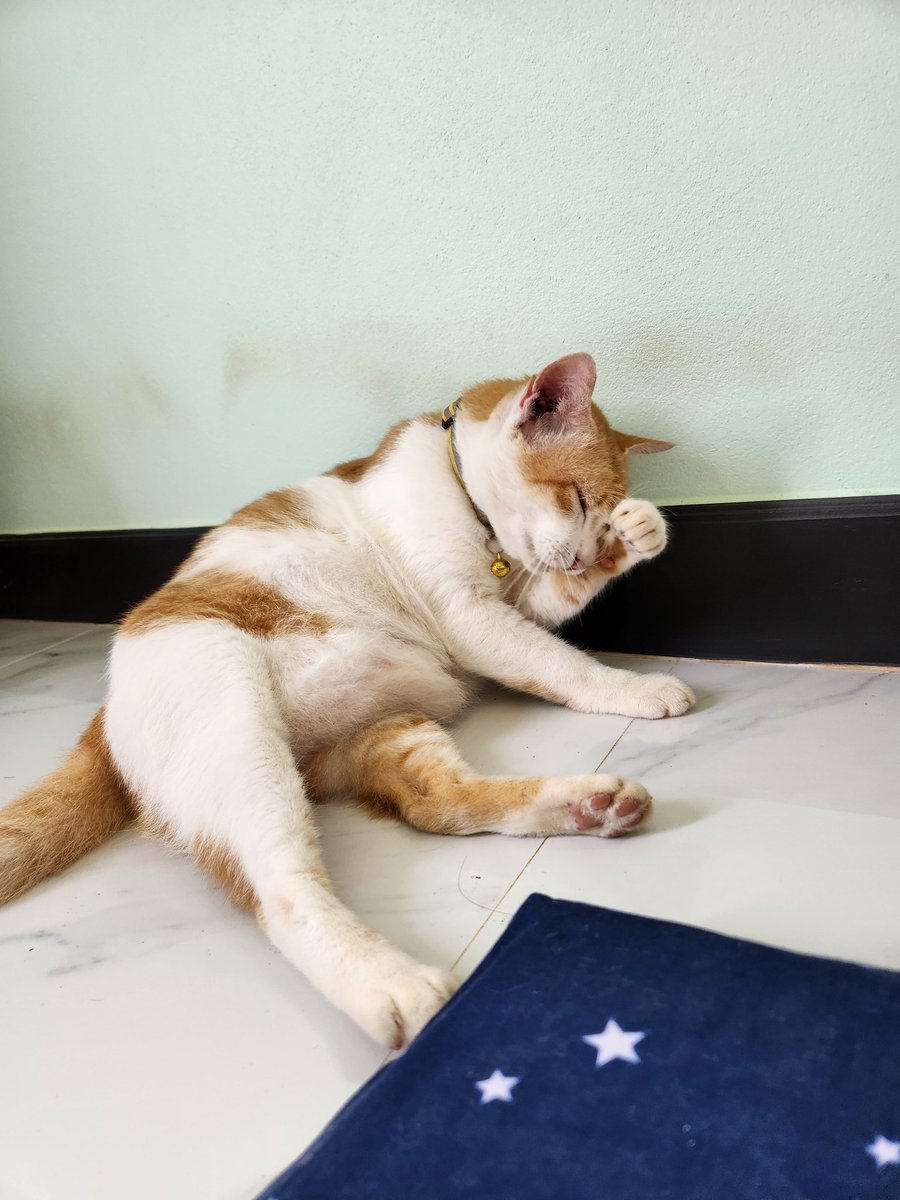 AmaySunisa's tweet photo. ใด้กลับบ้านล่ะ คืดถึงแมว😽ยังอ้วนเหมือนเดิม https://t.co/L2d01xDGIT
