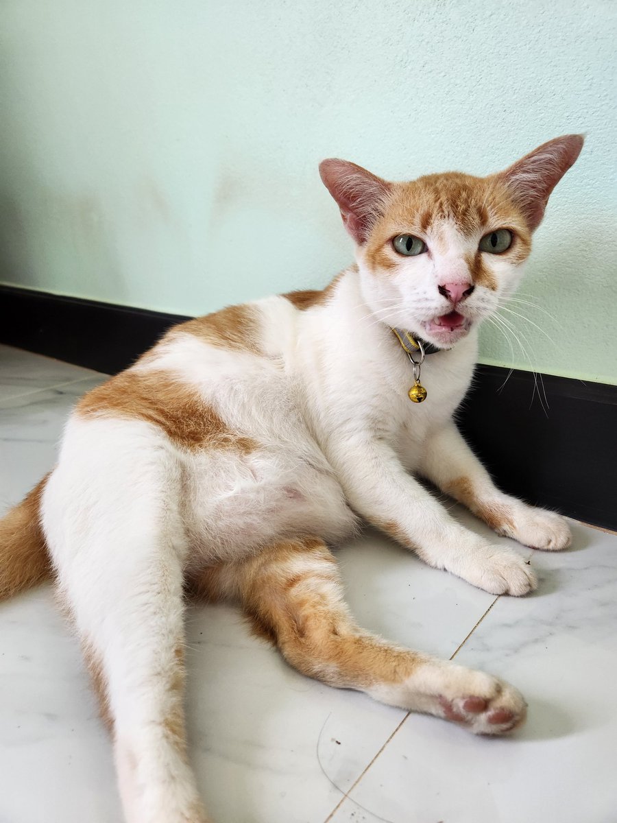 AmaySunisa's tweet photo. ใด้กลับบ้านล่ะ คืดถึงแมว😽ยังอ้วนเหมือนเดิม https://t.co/L2d01xDGIT