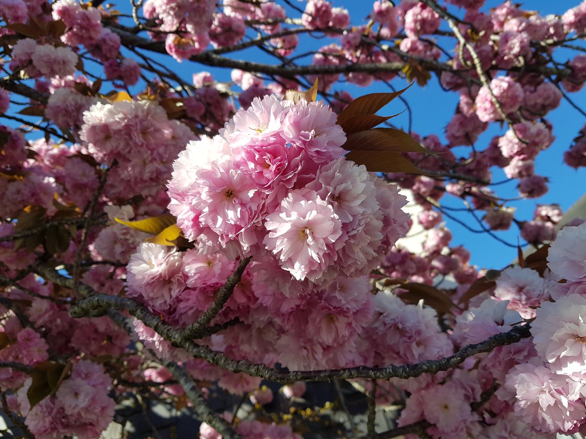 ISAGRAM49's tweet photo. #JeudiPhoto entre deux averses et avant la tempête qui emporte les pétales comme une neige rose !
#BattleFlower🌸 
Cc @Angers_Jardins #SuperNatureAngers
#CultureAngers https://t.co/nOvKBImT8G