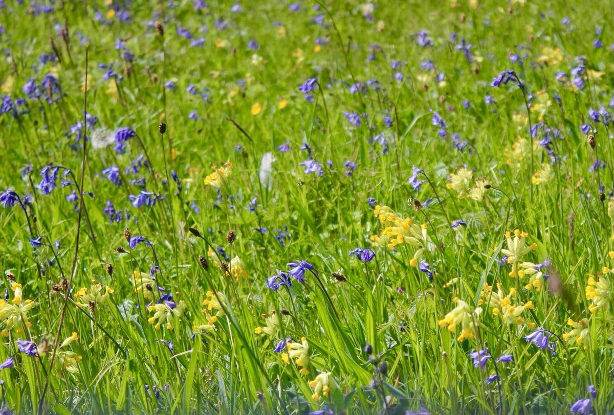 ‘New Beginnings’ is our new creative theme for spring! In words, pictures, sounds, video, music, arts/crafts, we’d love to see/hear your creative spark. Send a single piece of work or a collection. Email us (see bio) or send a DM! #mentalhealth #creativity #spring #newbeginnings