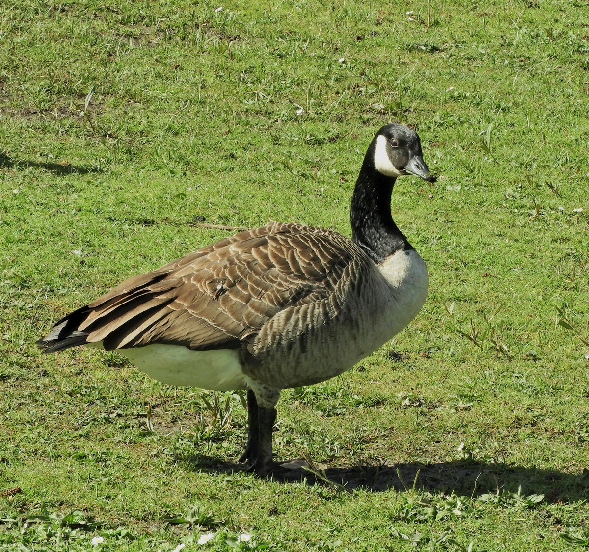 Phil Bull tweet media