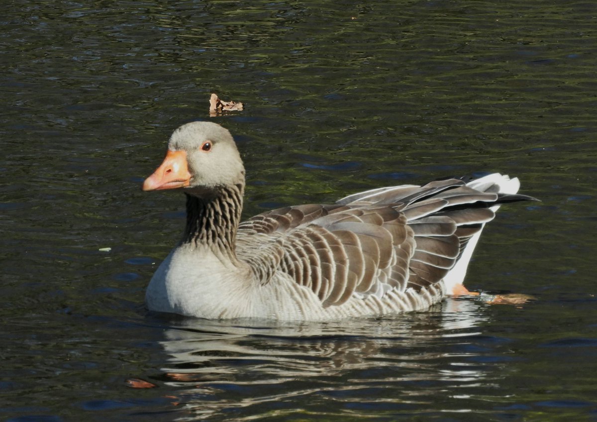 Phil Bull tweet media