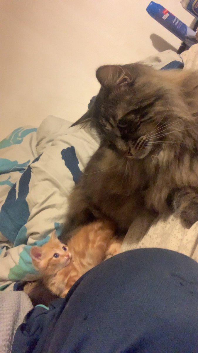 Gx09Lisa's tweet photo. The bonding process is still happening 🥰 my hearts bursting with love. 100% The next best thing if you can’t have kids ❤️🥰 #myfurbabies https://t.co/5AQmtXI3oi