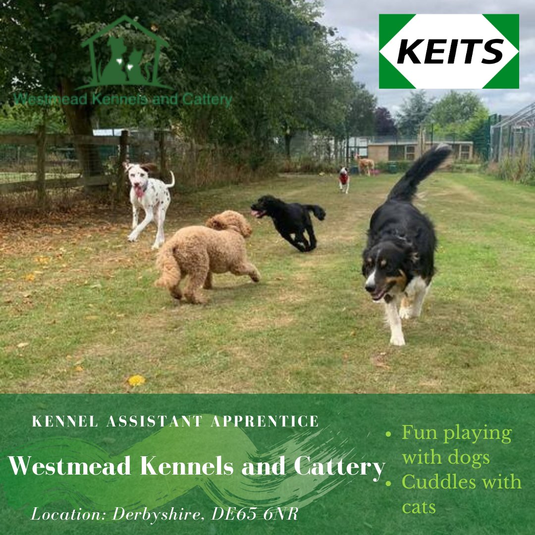 Dog and cat lovers of Derbyshire, don't miss this opportunity!

Lots and lots of playing and cuddles!

Apply now: keits.co.uk/apprentice_vac…

#workingwithanimals #apprenticeships #jobsinderbyshire #animalcareapprenticeships #animalcarejobs #animalcare