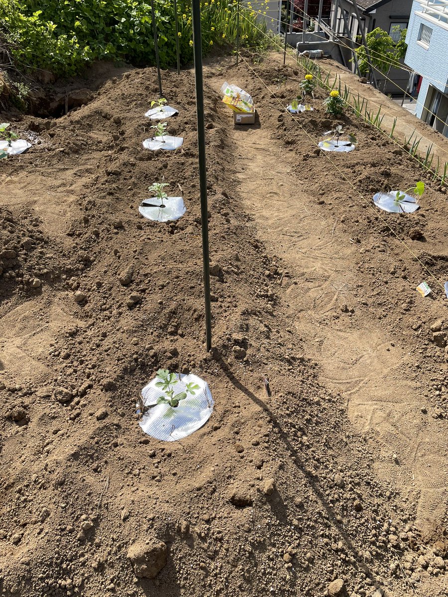 mrstyso27's tweet photo. 4月13日（木）
#家庭菜園
#kitchengarden

#夏野菜
例年より2週間位早い開始です。

過去、鳥にやられた事がある為、黄色い糸をはりました。
マルチの代わりに100均の敷物を使いました。ウリハムシ効果に期待です。 https://t.co/8gqHyzDASh