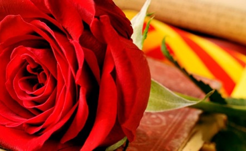 afsmte's tweet photo. Diada de Sant Jordi 2023. REGALANT UNA ROSA🌹🌹🌹, COL.LABORES EN LA "SALUT MENTAL".
EL DIA DE SANT JORDI T'ESPEREM A 📍LA RÀPITA!!!
PARADETES DAVANT DE L'ESGLÉSIA DE LA SANTÍSSIMA TRINITAT). https://t.co/C9JkriXARd