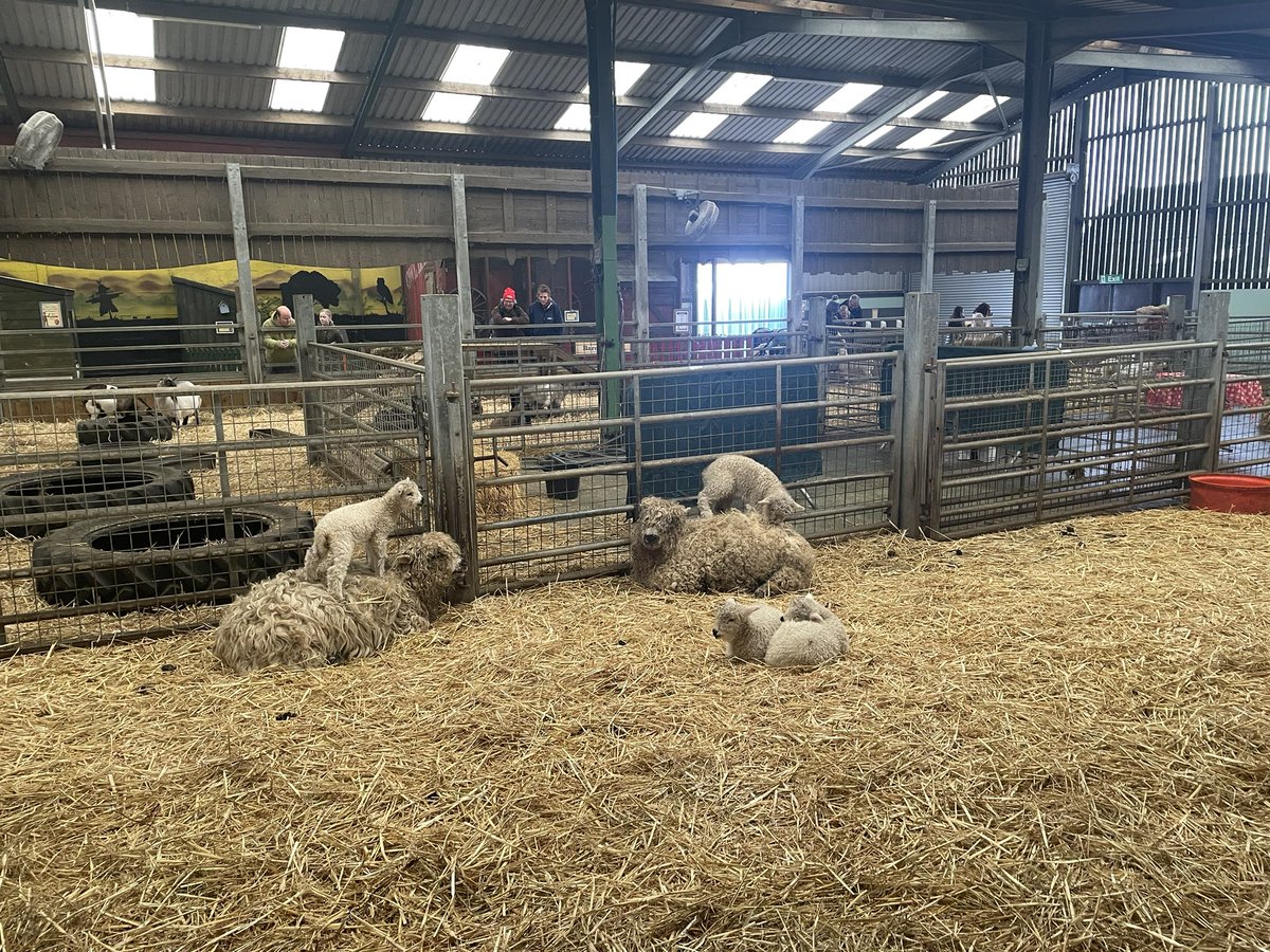 annemarietwit's tweet photo. Counting how many spring lambs weβve seen on our farm trip π @Griff_MissEvans @GMissriley @Griff_1B #mathsisreal https://t.co/waWroApYFf