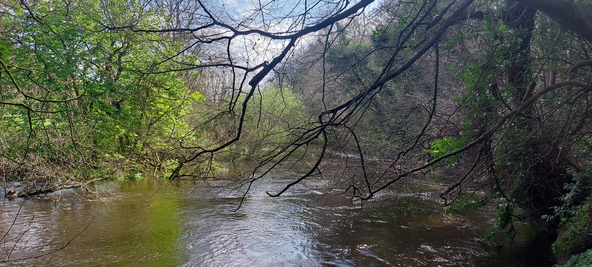 wlhaydock's tweet photo. Woo hoo! Sun 🌞 #treeshapes #appleblossom #horsechestnut #riverliffey https://t.co/tOaRBDPPt5