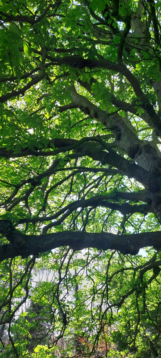 wlhaydock's tweet photo. Woo hoo! Sun 🌞 #treeshapes #appleblossom #horsechestnut #riverliffey https://t.co/tOaRBDPPt5