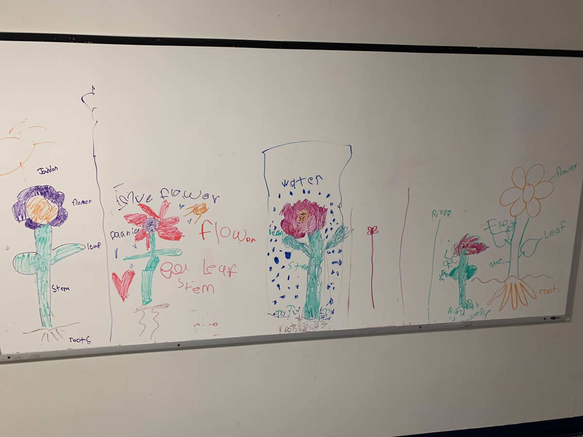 ChrisAlthoff8's tweet photo. AES Kinder “gardeners” are growing science vocabulary &amp; plants this spring! https://t.co/0T52AOnrCB