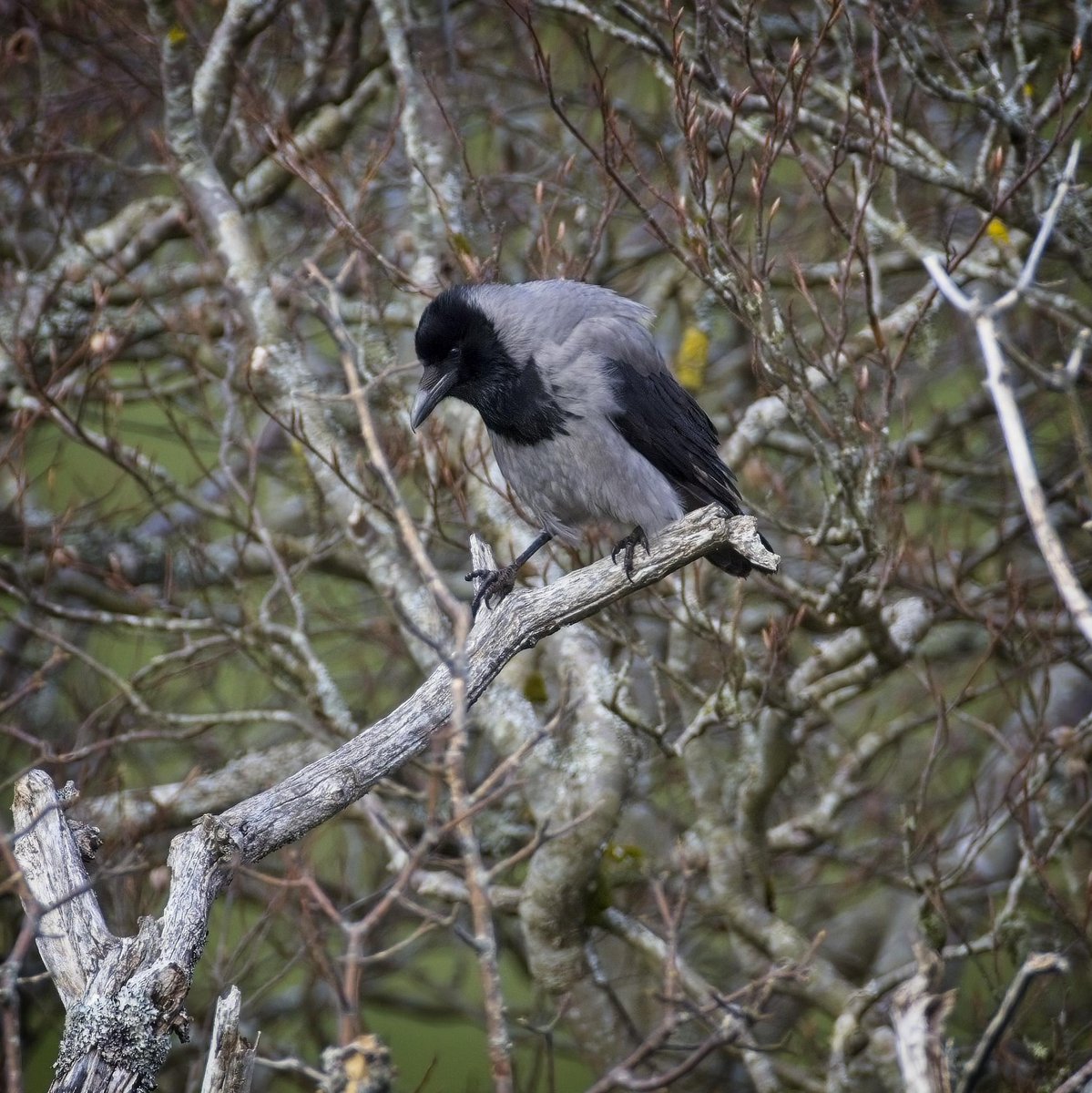 Hooded Crow, Glengorm, #IsleofMull #Scotland #BirdsSeenIn2023