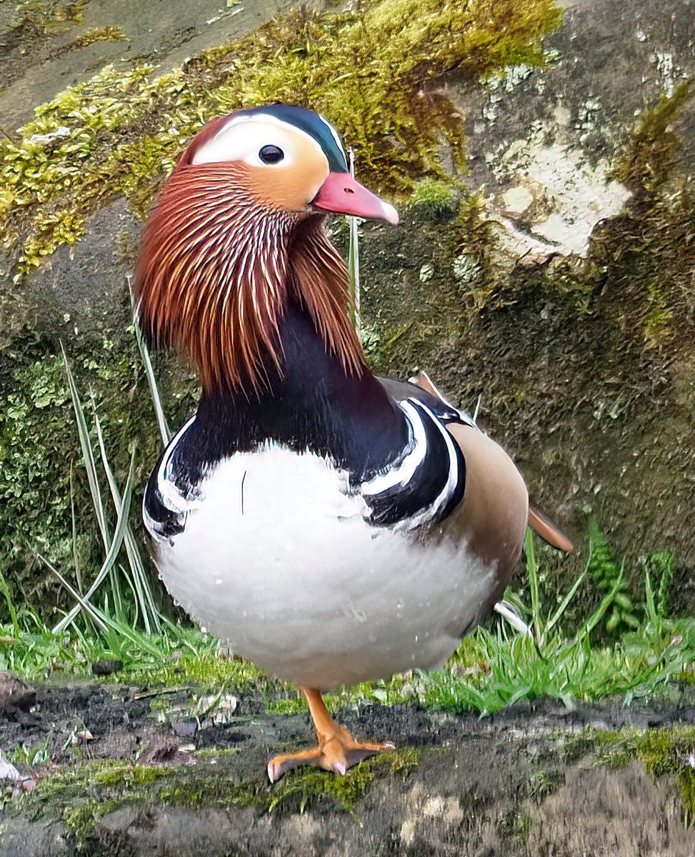 Above96th's tweet photo. One morning I was watching the Mandarin Duck relaxing by the pond when, all of a sudden, a Mallard flew in! He was as startled as me and craned his neck to see what was going on. And, of course, that gave me another view of his stunning beauty!❤️🦆❤️#hotduck #peakdistrict https://t.co/iu8mE7277y