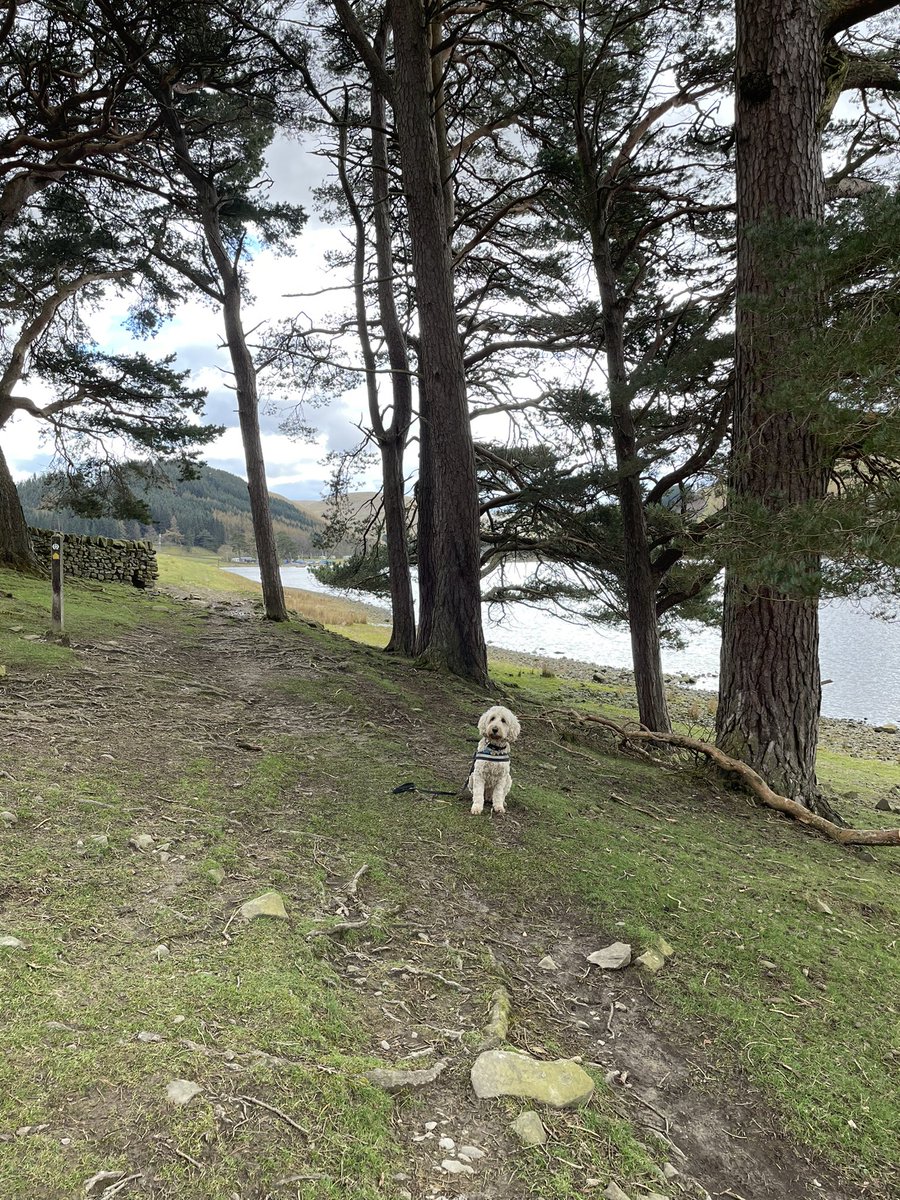 Buddywhitegate's tweet photo. Walkies in the Scottish Boarders. William Wallace took refuge in this forest and launched an attack against Edward I’s troops. Interesting information for @WhitegateOak https://t.co/owG2REYPf7