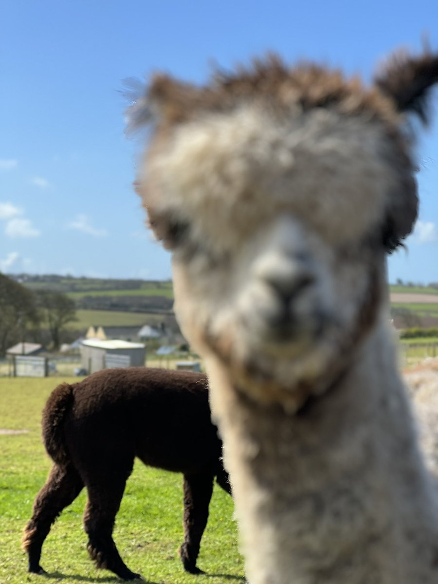 the_white_stuff's tweet photo. Just got photobombed by an alpaca… https://t.co/VUNQ9bCdlB