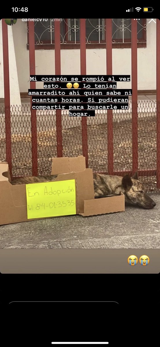 Vi esto en Instagram, les agradezco si  ayudan a compartir para encontrarle un hogar a este perrito lindo 🥺❤️‍🩹 
RT RT RT RT #adopcion