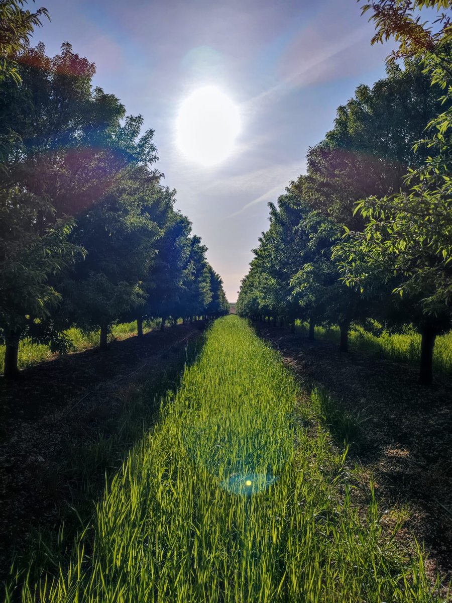 Hemos estado visitando plantaciones de #almendros de nuestros agricultores en Montijo y Zurbarán ♥️♥️♥️
Comprobando que tras la floración de marzo, llega el cuaje de la #almendra y la caída de la flor.
Para nosotros, esto es pura magia ♥️♥️♥️
📲 bioterra.es