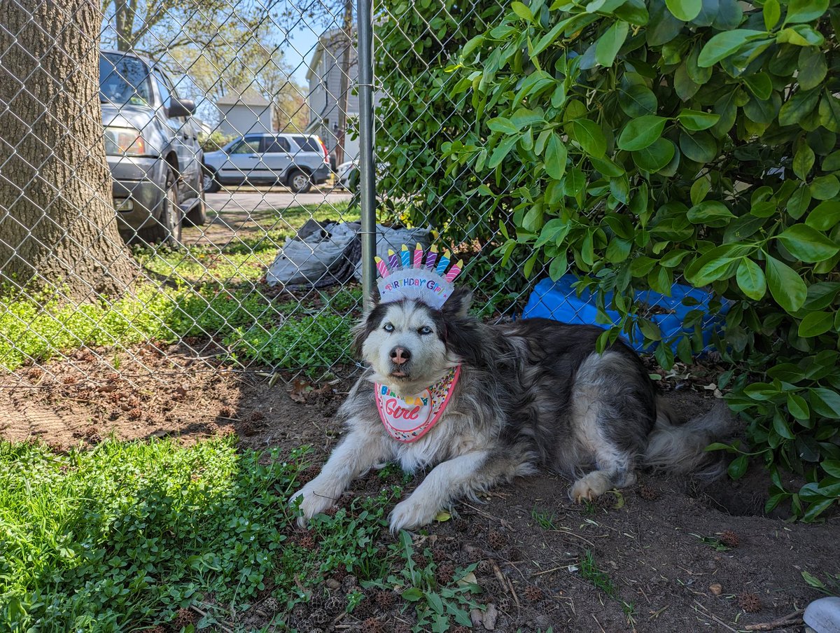 DarkGiftComics's tweet photo. Mama Bear is 10 years old today! Happy Birthday, Zara Bella! My Baby Girl!

#comicsgate #dogsofcomicsgate #petsofcomicsgate #huskies #dogs https://t.co/Mv0GtghQFo