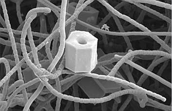 JohnInnesCentre's tweet photo. Our third image for #WorldMicroscopeDay #WhatIsIt is pretty COOL!
Hint: this is an artefact of cryo-preservation found when using cryo-EM technology to image Streptomyces - its number of sides should give you a good clue! ❄🔢 https://t.co/SIfdM65YV0