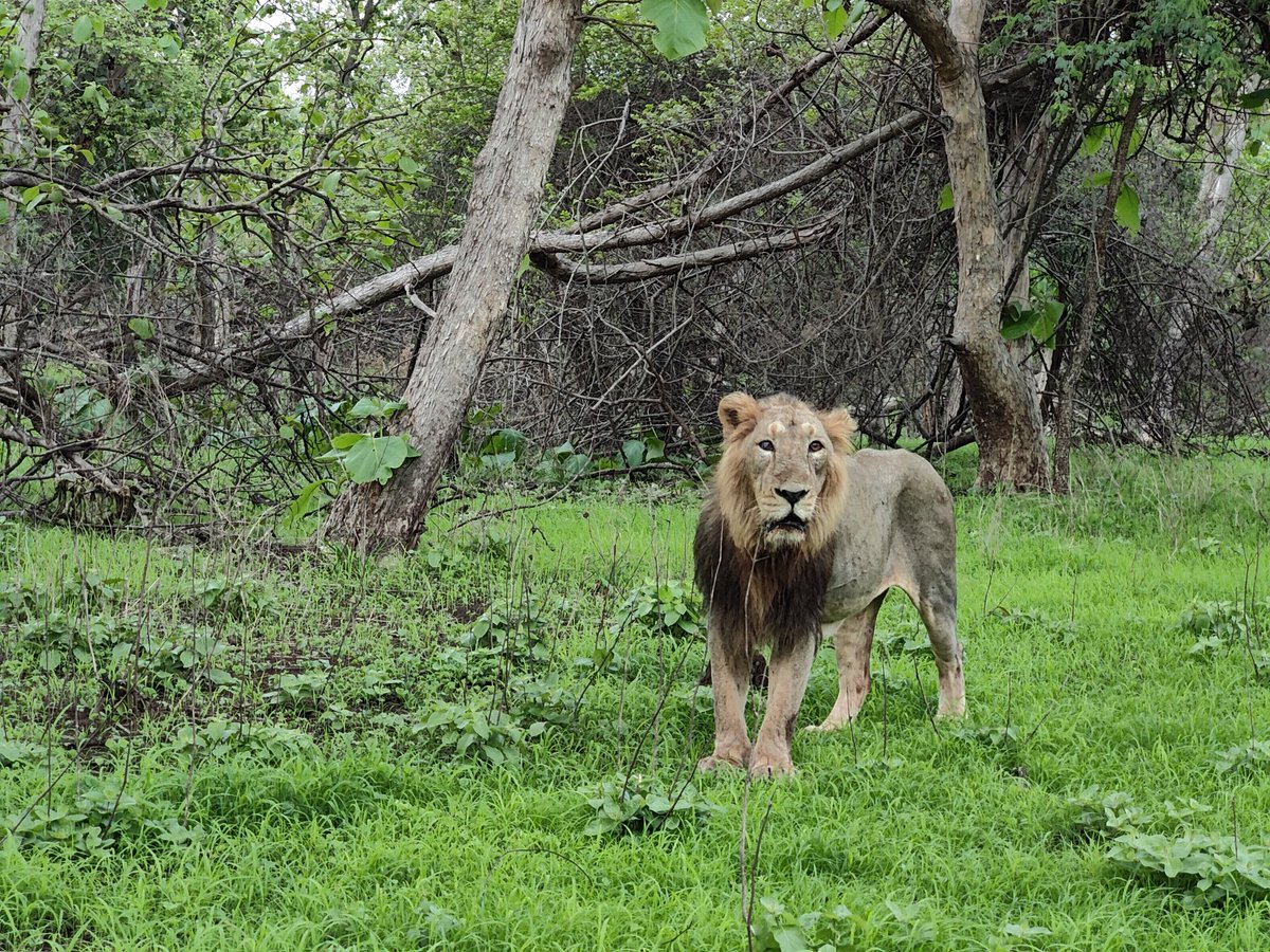 dmittal_ifs's tweet photo. https://t.co/OqRbEYweKp
Design a Logo for Project Lion. Send your entries on MyGov. 
@moefcc @CMOGuj @PMOIndia https://t.co/lL82MU8BvX
