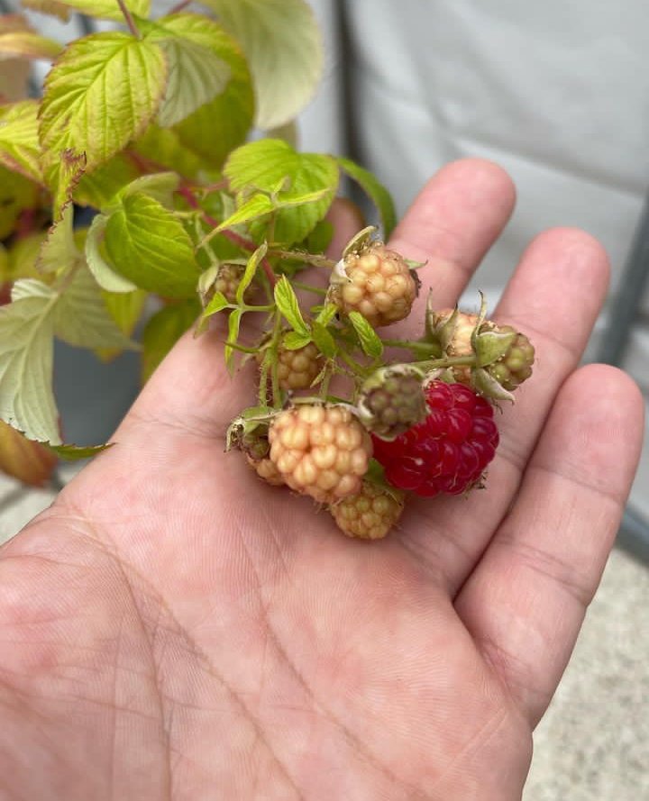 HeikeMistila's tweet photo. Where you can’t find raspberries everywhere - What a surprise 😉

 #homegrown #homegrownfood #whenyouexpectittheleast #himbeere #raspberry #raspberries #theone #kommtdraufanwerfragt #überraschung #veränderungen #unverhofftkommtoft #glücklich #happiness #surprisesurprise #surprise https://t.co/MRZtNP3Np6