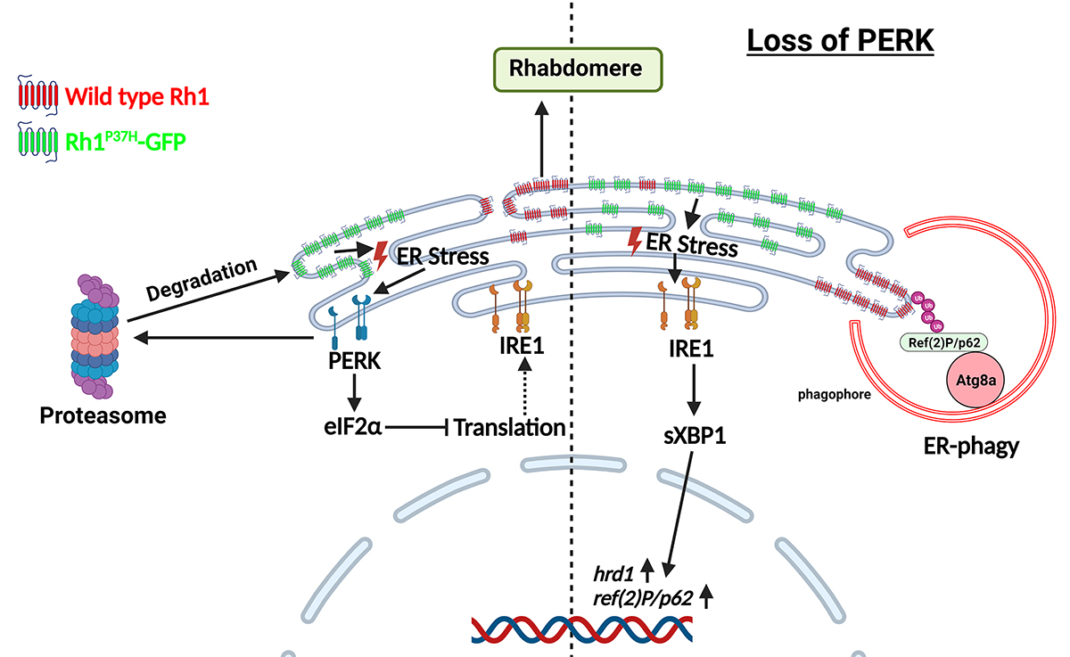 JCellBiol's tweet photo. Jipa &amp; Juhász @BiologicalRese1 preview work by Wang lab (https://t.co/2CAGFFkjdJ) which shows a surprising antagonism btwn. 2 branches of the unfolded protein response that dictates disease progression in a model of autosomal dominant #RetinitisPigmentosa https://t.co/dpA4bnvlcd https://t.co/YdWXhsASPO