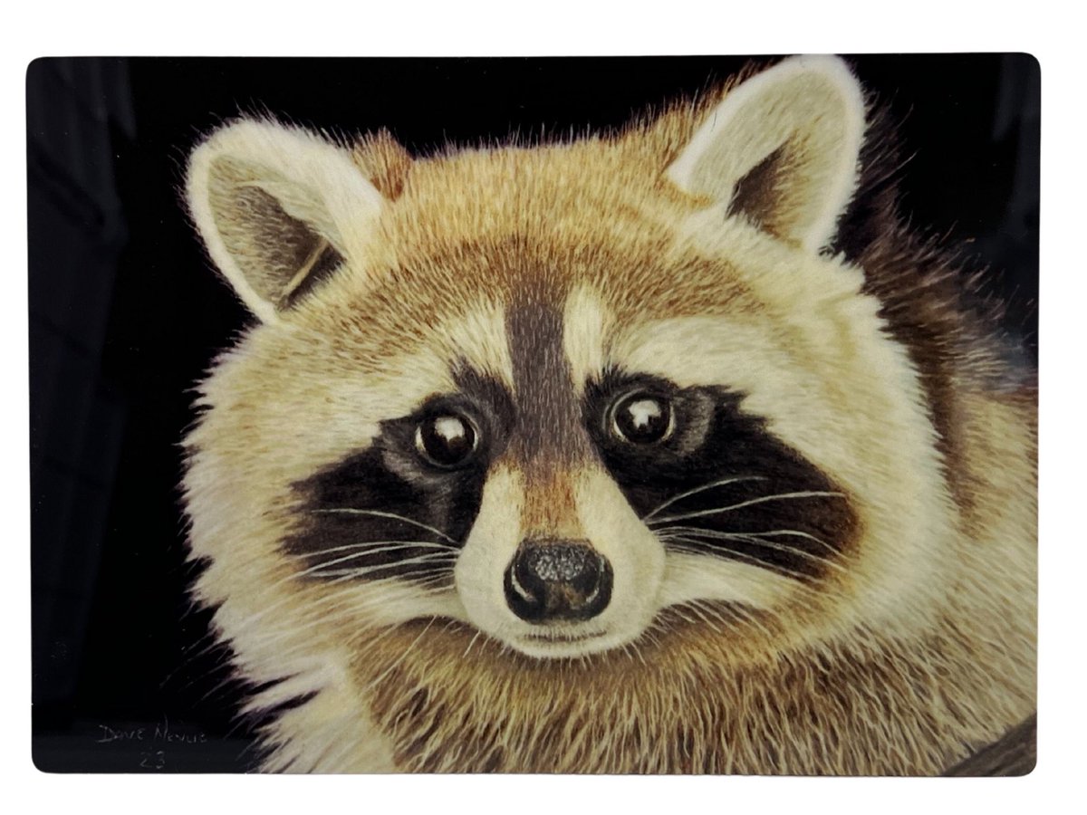 New item - 5 x 7 Raccoon Aluminum Art Print Pastel Painting by Dave Nevue  #countryfarmhouse #aluminumart #raccoon etsy.me/40eBY6I