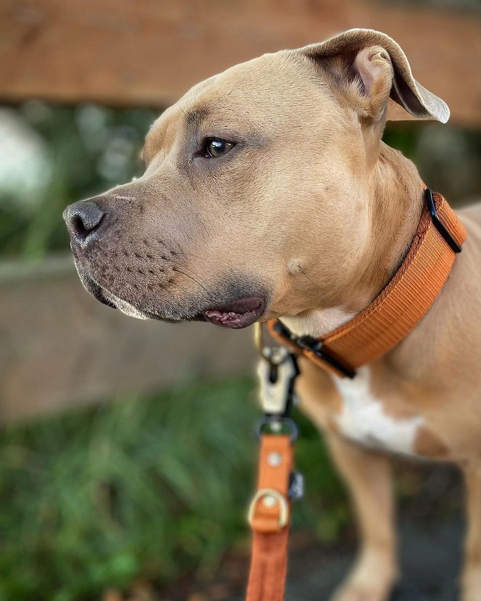 DogDeRue's tweet photo. 🟠 Le collier orange lui va très bien ! Vous en pensez quoi ? 📸 ghostandmillion
.
dogderue⁣⁣ - Vêtements &amp; Accessoires pour chien⁣
.⁣⁣
#americanbully #bully #bullie #chien #dog #dogs #dogderue #dogsofinstagram #bulliesofinstagram
#bulliesofig #bullieslife https://t.co/T9zoiGNA6Q