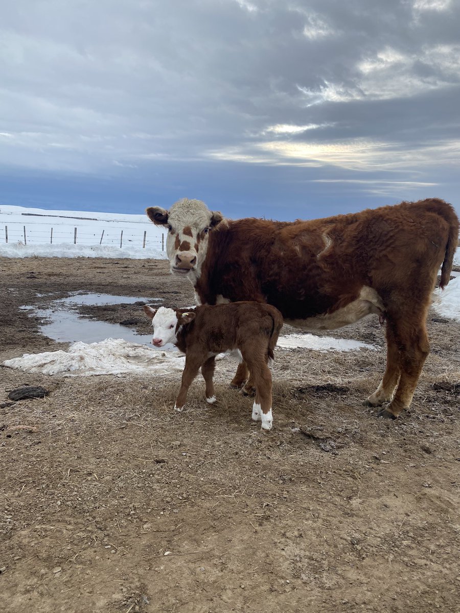 RanaePape's tweet photo. We still have quite a bit of snow for mid April.  And more snow this week expected.  Lots of babies hitting the ground.  Guys are tired and weather has been yuck.  Thank a rancher and farmer #eatbeef #supportagriculture #supportranchers #supportfarmers https://t.co/z0tCtgugGO
