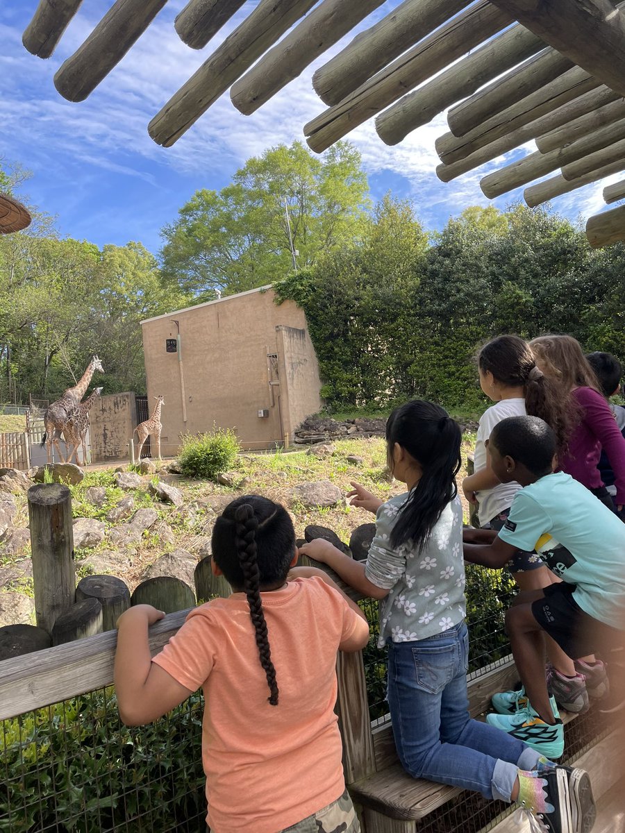 Wandact12's tweet photo. Monaview Lions 🦁 at the Zoo🐊🦜🦩 #MonaviewMoments https://t.co/cY1ffDvb6C