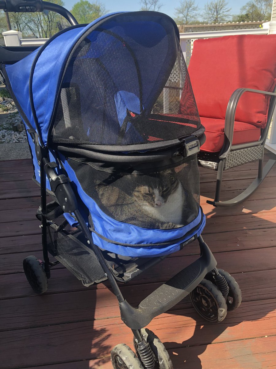 dora_ruby's tweet photo. #catstroller I got a walk down the street before bird watching 😻 https://t.co/Hd4G1kpsg7