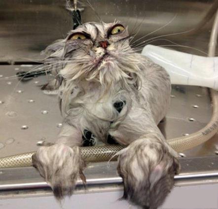 artlisa84's tweet photo. This cat will get its revenge #WhenNoOneIsLooking https://t.co/TQxtQKwSez