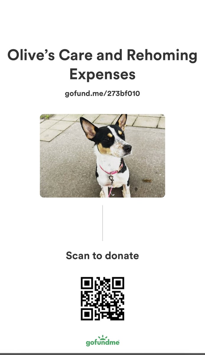 benson_nataly's tweet photo. Hi, my name is Nataly I am raising funds to take care of Olive she is a stray dog that was found around my Initial Flight Attendant Training in Houston. She was abandoned by her owners and I’ve been taking care of her, I was able to get her into a vet while in Houston. https://t.co/aat0sgU1gJ