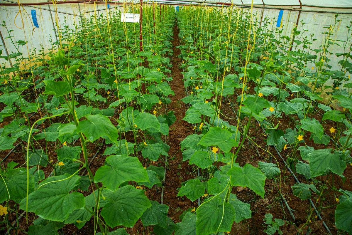 RwandaAgri's tweet photo. Uyu munsi Minisitiri @Ilde_Musafiri yasuye Koperative y’abahinzi yitwa KOABIGA ifite abanyamuryango 580. Iyi koperative ikorera  mu bishanga bya  Mbonwa, Urugarama, Kami, Utexirwa na Giheka muri Kigali. Yabasabye gukora ubuhinzi bw’umwuga no kwitabira ubwishingizi bw’ibihingwa. https://t.co/xYZ5xyMoxI