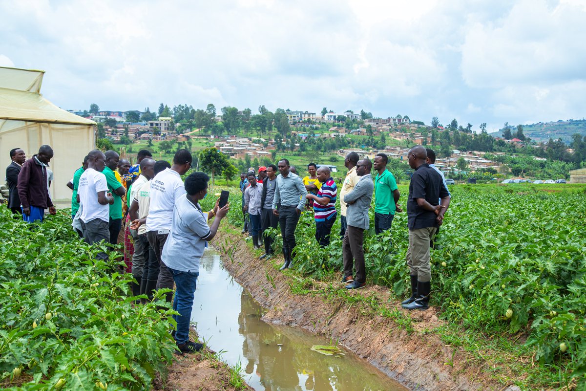 RwandaAgri's tweet photo. Uyu munsi Minisitiri @Ilde_Musafiri yasuye Koperative y’abahinzi yitwa KOABIGA ifite abanyamuryango 580. Iyi koperative ikorera  mu bishanga bya  Mbonwa, Urugarama, Kami, Utexirwa na Giheka muri Kigali. Yabasabye gukora ubuhinzi bw’umwuga no kwitabira ubwishingizi bw’ibihingwa. https://t.co/xYZ5xyMoxI