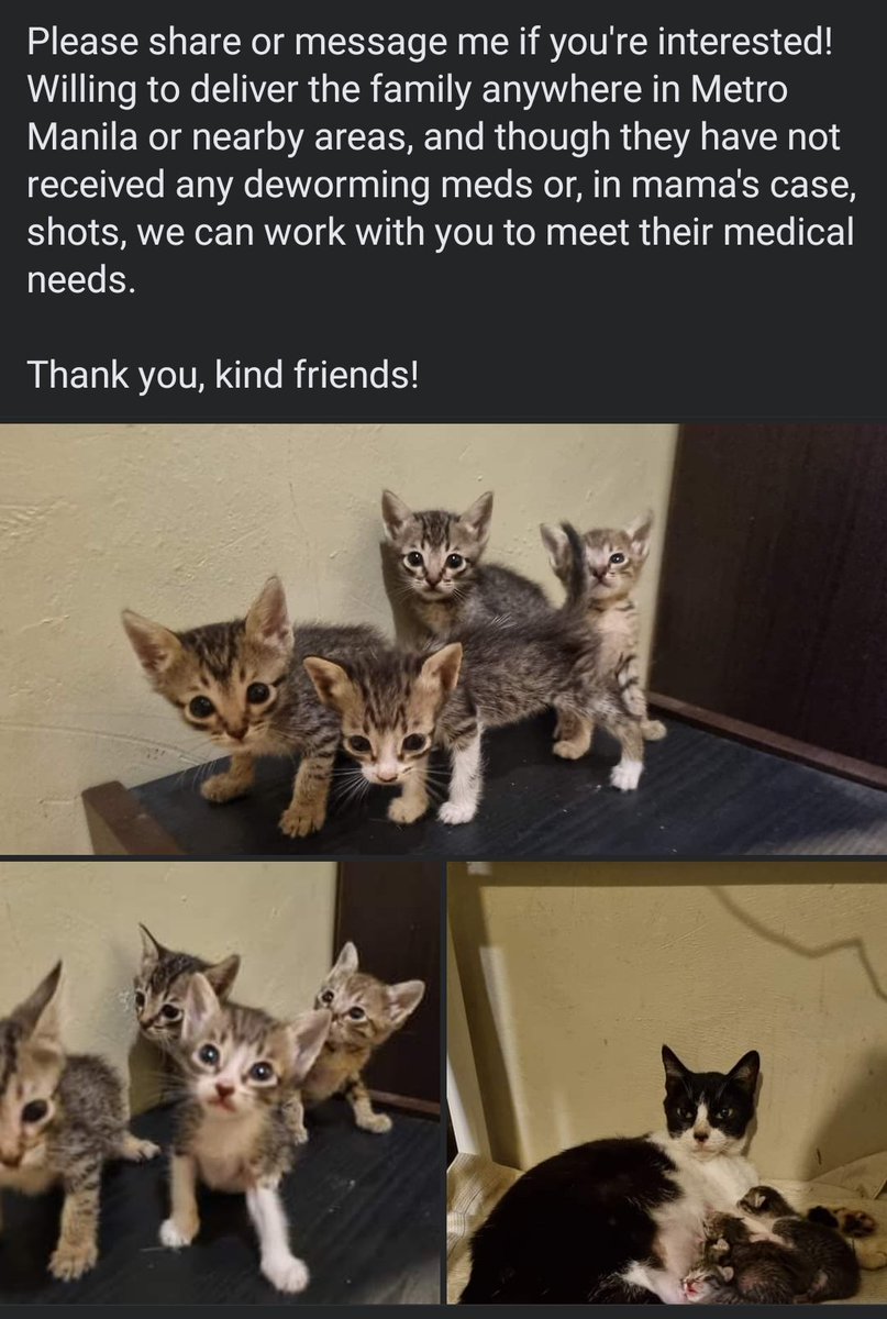 ninatorralba's tweet photo. ❗️ URGENT ❗️
TW rainbow bridge
Need someone in Metro Manila or nearby areas to foster or adopt these kittens/mama cat. Can give more details in DM. Please help. #AdoptionPH https://t.co/udPR9QzWqe