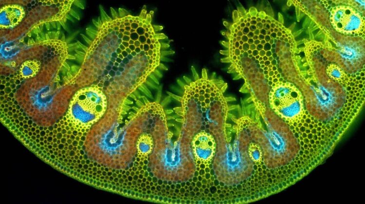 HolcombSystems's tweet photo. Ammophila Arenaria grass under the microscope 😃😃😃.
Nature is incredible! 🥰 Protect it!
#naturelovers #biodiversity #ActOnClimate #holcombenergysystems https://t.co/e0wwZKzDvW